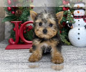 Yorkshire Terrier Puppy for sale in SAN ANTONIO, TX, USA