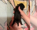 Small #1 Shih Apso