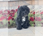 Small Photo #4 Lhasa-Poo Puppy For Sale in CANOGA, NY, USA