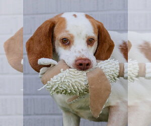Beagle-Unknown Mix Dogs for adoption in Canton, CT, USA