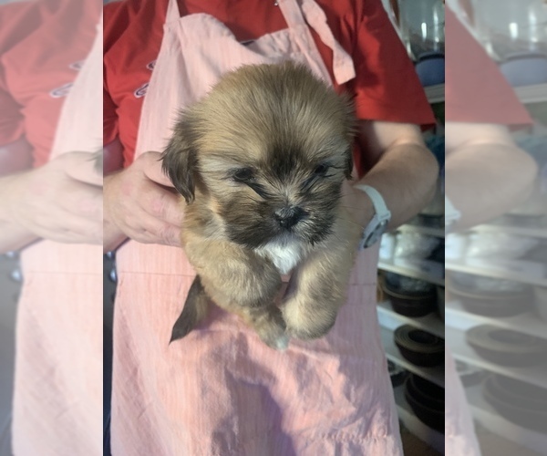 Medium Photo #1 Lhasa Apso Puppy For Sale in MARINA BAY, MA, USA