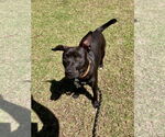 Small #3 American Pit Bull Terrier-Chihuahua Mix