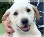 Small #3 Labrador Retriever
