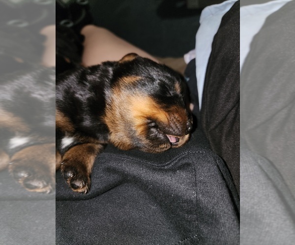 Medium Photo #14 Rottweiler Puppy For Sale in SPARKS, GA, USA
