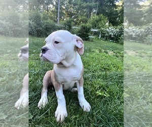 Olde English Bulldogge Puppy for sale in DURHAM, CT, USA