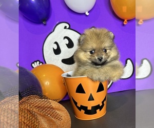 Pomeranian Puppy for sale in BEVERLY HILLS, CA, USA