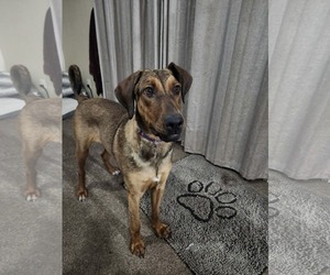Doberman Pinscher-Unknown Mix Dogs for adoption in Sandy, UT, USA