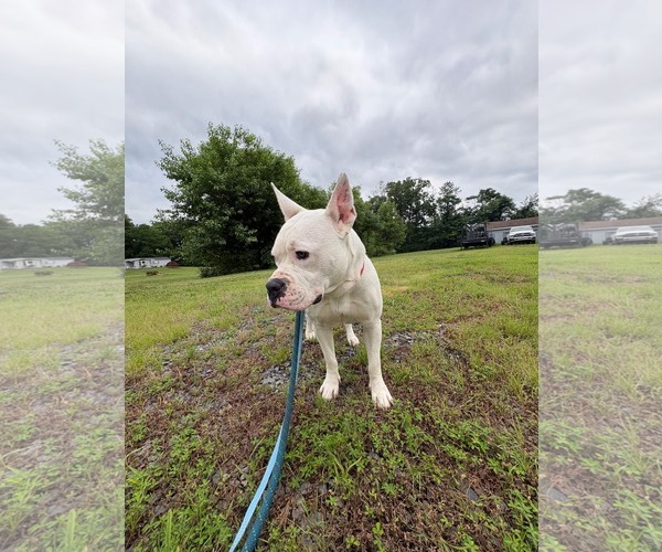 Medium Photo #2 American Pit Bull Terrier-Unknown Mix Puppy For Sale in Pottstown, PA, USA