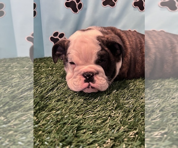 Medium Photo #5 Bulldog Puppy For Sale in BOWLING GREEN, KY, USA