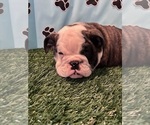 Small #4 Bulldog