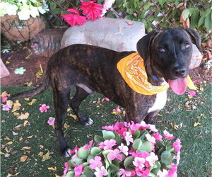 Plott Hound-Unknown Mix Dogs for adoption in Oklahoma City, OK, USA
