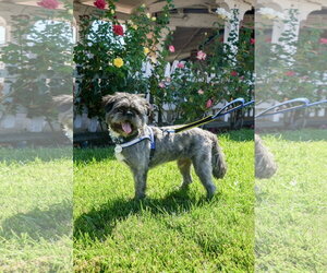Hiccup - Male French Tzu Dog for Adoption - Photo #9