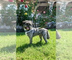 Small Photo #9 French Tzu Puppy For Sale in San Jose, CA, USA