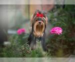 Small Photo #3 Yorkshire Terrier Puppy For Sale in RANCHO BERNARDO, CA, USA