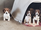 Small Photo #10 Beagle Puppy For Sale in EL CAJON, CA, USA