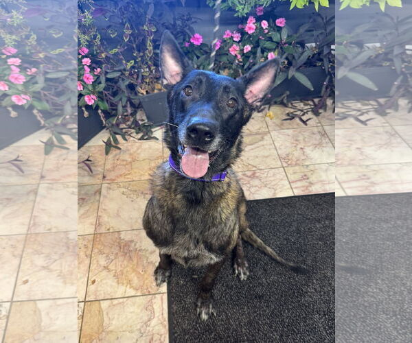 Medium Photo #2 Mutt Puppy For Sale in Leavenworth, KS, USA