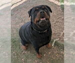 Small #1 Rottweiler Mix