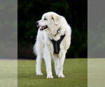 Small #5 Great Pyrenees