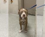 Small American Pit Bull Terrier
