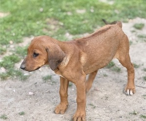 Labrador Retriever-Rhodesian Ridgeback Mix Puppy for sale in FRESNO, CA, USA