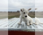 Small #26 West Highland White Terrier