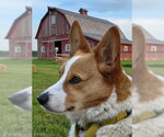 Small #2 Welsh Corgi Mix