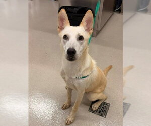 Labsky Dogs for adoption in Baytown, TX, USA