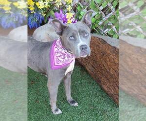 Mutt Dogs for adoption in Oklahoma City, OK, USA