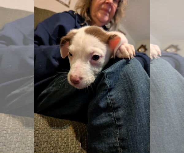 Medium Photo #2 Mutt Puppy For Sale in White Bluff, TN, USA
