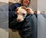 Small #1 Mutt