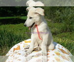 Small #5 German Shepherd Dog