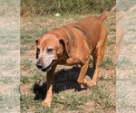 Small #3 Mutt