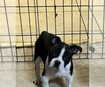 Small Photo #1 Boston Terrier Puppy For Sale in GLOUCESTER, VA, USA