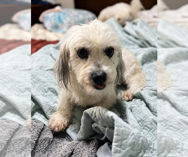 Medium Photo #1 Shih Apso Puppy For Sale in San Diego, CA, USA
