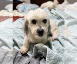 Small Shih Apso