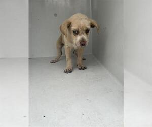 Mutt Dogs for adoption in Houston, TX, USA