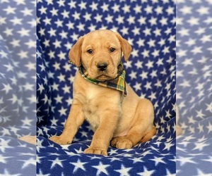 Labrador Retriever Puppy for sale in HOLTWOOD, PA, USA