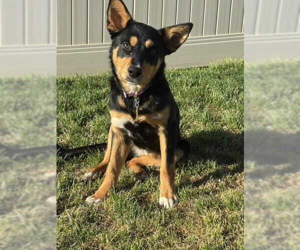 Medium Photo #2 Collie-Unknown Mix Puppy For Sale in Sandy, UT, USA