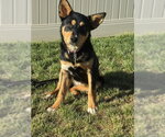 Small #1 Collie Mix