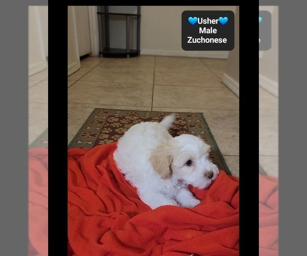 Medium Photo #3 Havanese-Zuchon Mix Puppy For Sale in TUCSON, AZ, USA