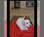 Small #2 Havanese-Zuchon Mix