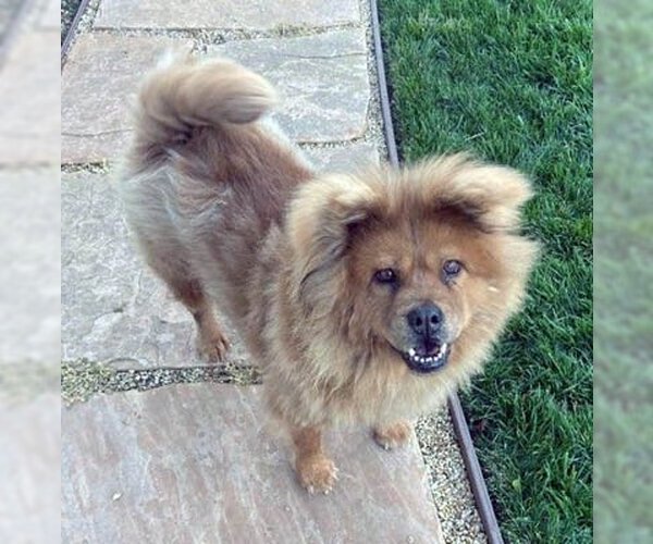 Medium Photo #5 Chow Chow Puppy For Sale in Ventura, CA, USA