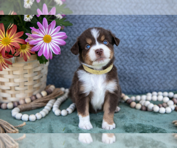 Medium Photo #9 Miniature Australian Shepherd Puppy For Sale in CLARE, MI, USA