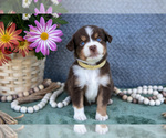 Small Photo #9 Miniature Australian Shepherd Puppy For Sale in CLARE, MI, USA