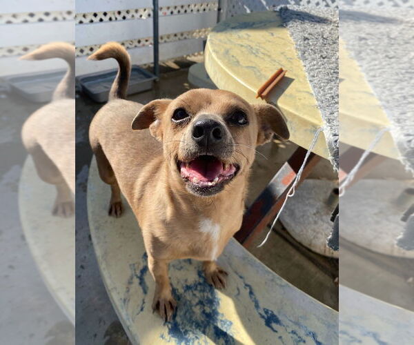 Medium Photo #4 Chihuahua-Unknown Mix Puppy For Sale in La Verne, CA, USA
