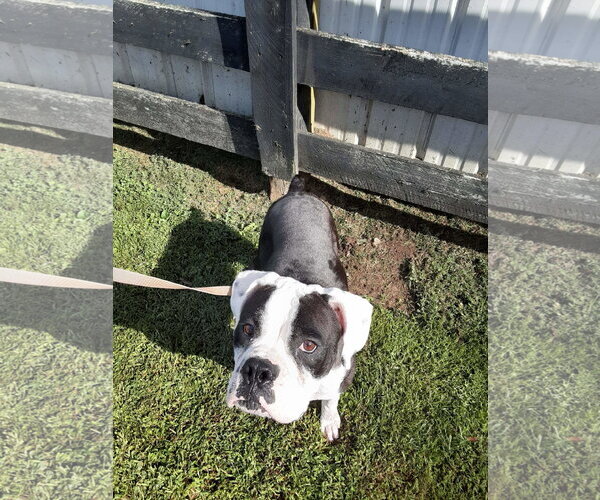 Medium Photo #5 Boxer Puppy For Sale in Burnsville, MN, USA
