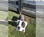 Small #4 Boxer