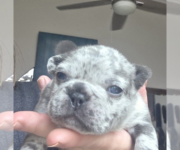 Medium Photo #4 French Bulldog Puppy For Sale in FT MYERS, FL, USA
