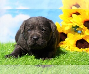 Labrador Retriever Puppy for sale in FREDERICKSBG, OH, USA