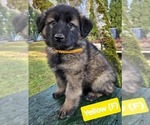Puppy Puppy 7 yellow German Shepherd Dog-Malinois Mix